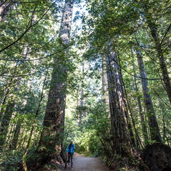 North California Redwoods