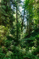 CA Redwoods (36 of 44)