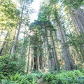 CA Redwoods (22 of 1)