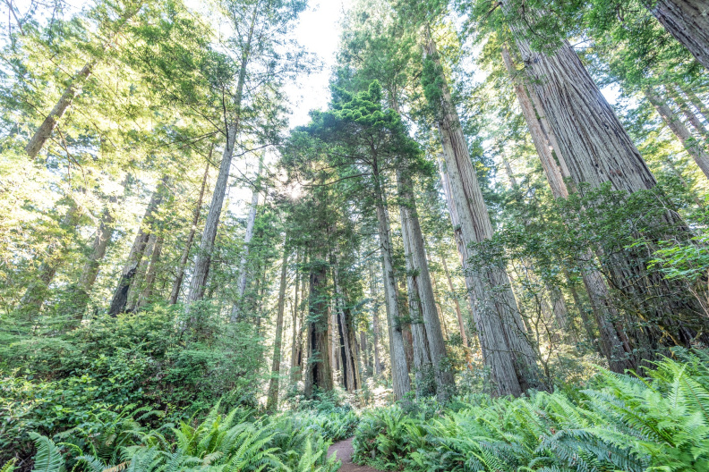 CA Redwoods (22 of 1).jpg